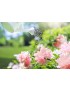 Arrosage du jardin